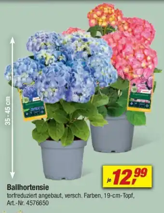 toom Baumarkt Ballhortensie Angebot