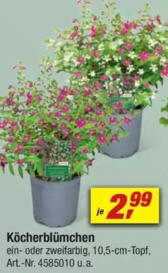 toom Baumarkt Köcherblümchen Angebot