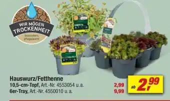 toom Baumarkt Hauswurz/Fetthenne Angebot