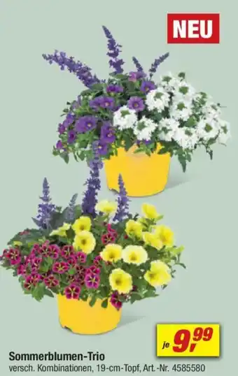 toom Baumarkt Sommerblumen-Trio Angebot