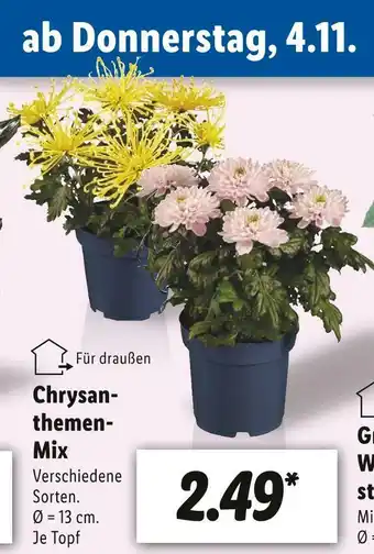 Lidl Chrysanthemen mix Angebot