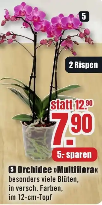 B1 Discount Baumarkt Orchidee Multiflora Angebot