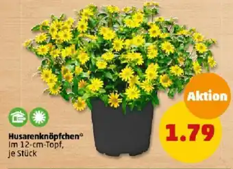 PENNY Husarenknöpfchen Im 12-cm-Topf Angebot