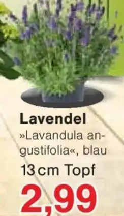 Jawoll Lavendel 13 cm Topf Angebot