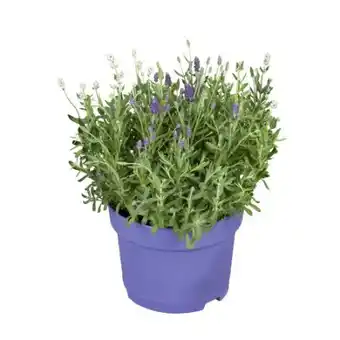 toom Baumarkt Lavendel Angebot