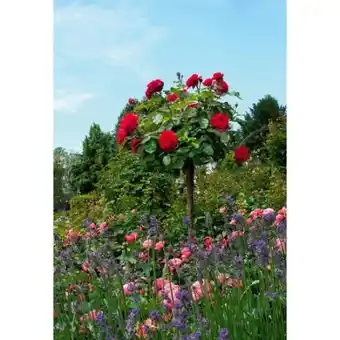 toom Baumarkt Rosenstämmchen Angebot