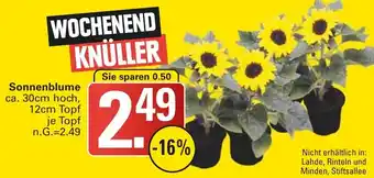 WEZ Sonnenblume Angebot