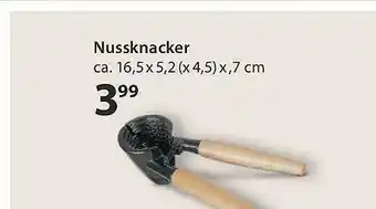 NKD Nussnacker Angebot