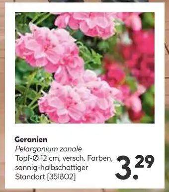 BayWa Bau & Garten Geranien Pelargonium zonale Angebot