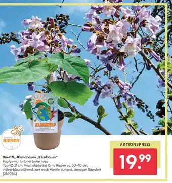 BayWa Bio-CO₂-Klimabaum,,Kiri-Baum" Angebot