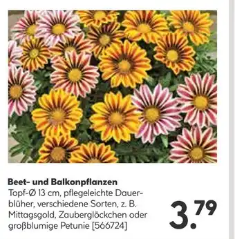 BayWa Beet- und Balkonpflanzen Angebot