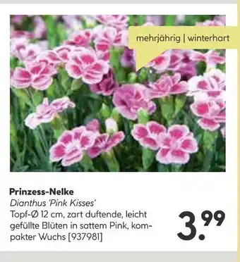 BayWa Bau & Garten Prinzess-Nelke Dianthus 'Pink Kisses' Angebot