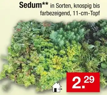 Zimmermann Sedum Angebot