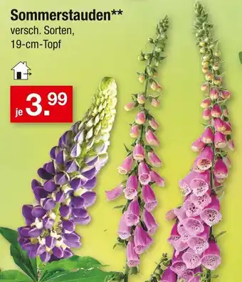 Zimmermann Sommerstauden Angebot