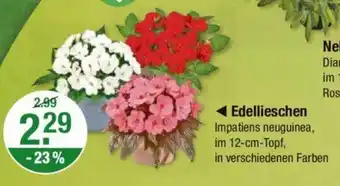 V Markt Edellieschen Angebot