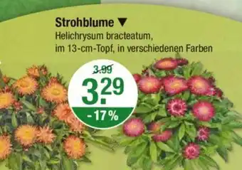 V Markt Strohblume Angebot