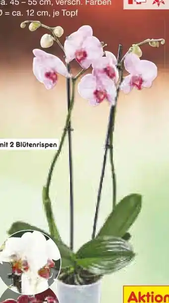 Netto Marken-Discount Orchideentopf Angebot