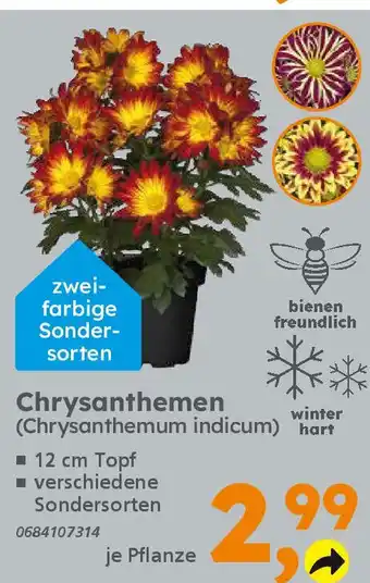 Globus Baumarkt Chrysanthemen (Chrysanthemum indicum) Angebot