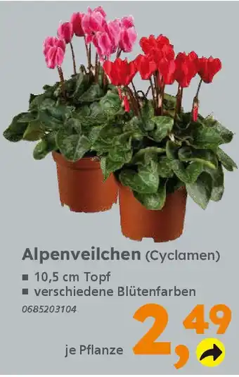 Globus Baumarkt Alpenveilchen (Cyclamen) Angebot