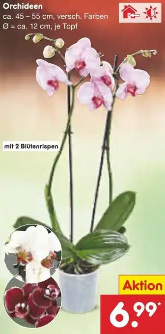 Netto Marken-Discount Orchideen Angebot