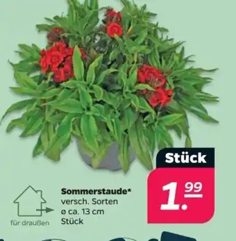 Netto Sommerstaude Angebot