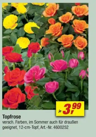 toom Baumarkt Topfrose Angebot
