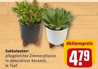 REWE Sukkulenten Angebot