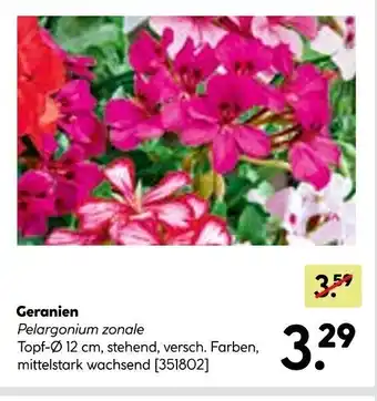 BayWa Bau & Garten Geranien Pelargonium zonale Angebot