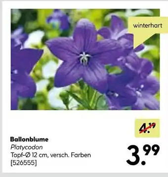 BayWa Ballonblume Platycodon winterhart Angebot