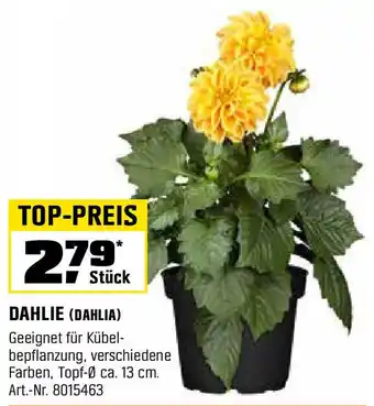 OBI DAHLIE (DAHLIA) Angebot