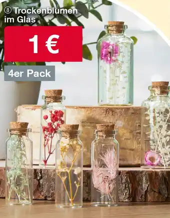 Woolworth Trockenblumen im Glas 4er Pack Angebot