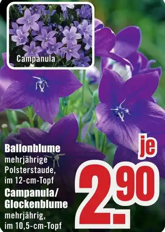 B1 Discount Baumarkt Ballonblume oder Campanula/Glockenblume Angebot