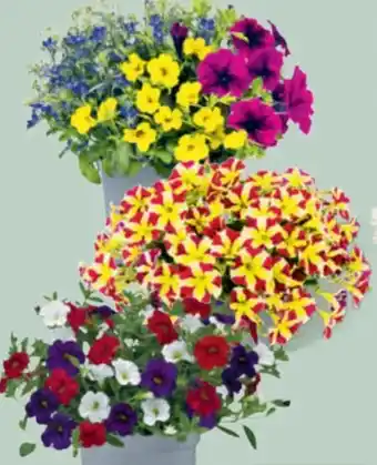 toom Baumarkt Beetpflanzen-Mix Sommerliebe Angebot