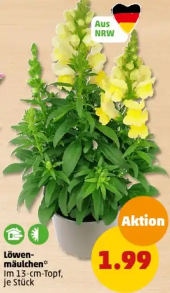 PENNY Löwenmäulchen Angebot