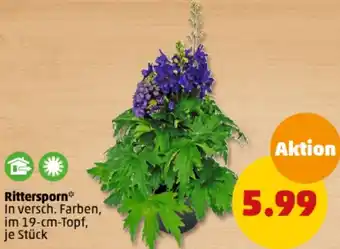 PENNY Rittersporn Angebot