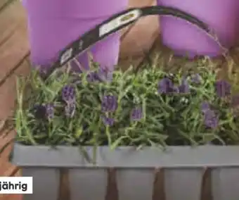 Netto Marken-Discount Lavendel Angebot
