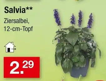 Zimmermann Salvia** Angebot