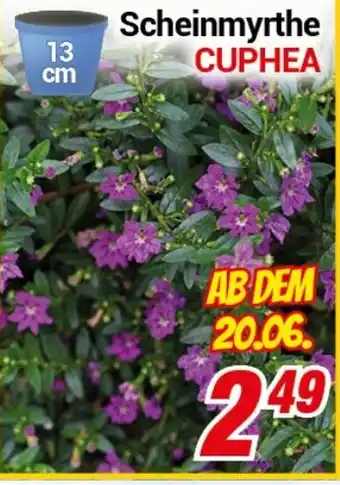 CENTERSHOP Scheinmyrthe CUPHEA Angebot
