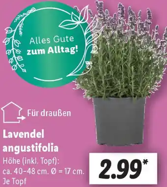 Lidl Lavendel angustifolia Angebot