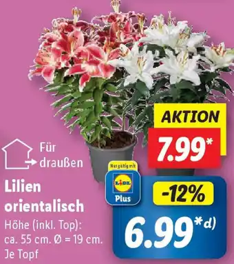 Lidl Lilien orientalisch Angebot