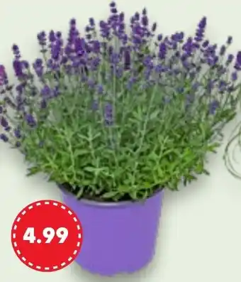 Kaufland Lavendel Angebot