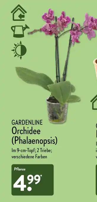 Aldi Nord Gardenline Orchidee Angebot