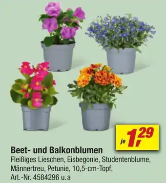 toom Baumarkt Beet- und Balkonblumen Angebot