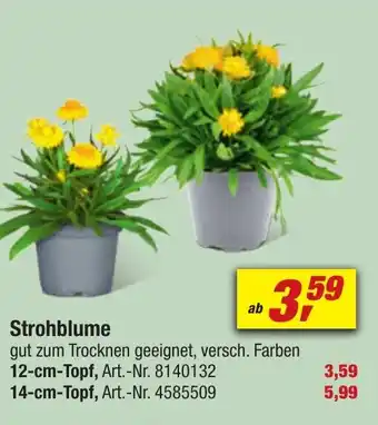 toom Baumarkt Strohblume Angebot