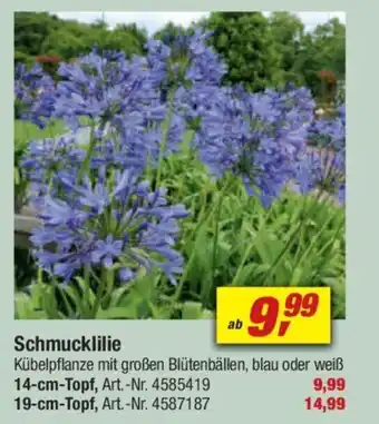toom Baumarkt Schmucklilie Angebot