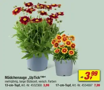 toom Baumarkt Mädchenauge „UpTick M" Angebot
