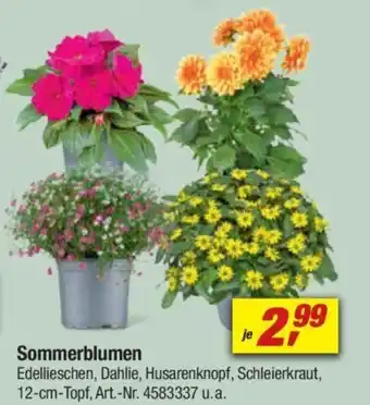 toom Baumarkt Sommerblumen Angebot