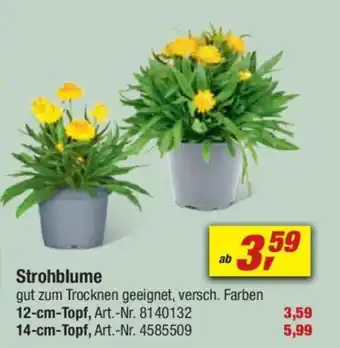 toom Baumarkt Strohblume Angebot