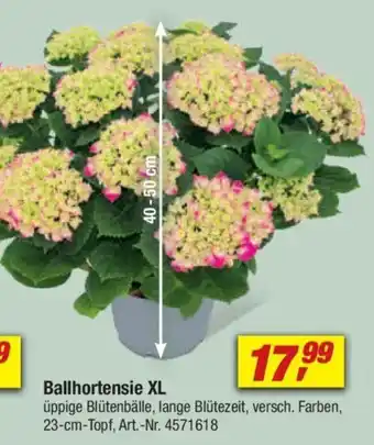 toom Baumarkt Ballhortensie XL Angebot
