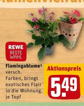 REWE Rewe beste wahl flamingoblume Angebot